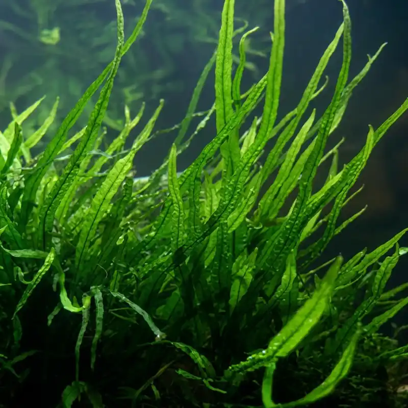 Versand Am Gleichen Tag Minor-Javafarn: Microsorum pteropus -Minor- -Topf-